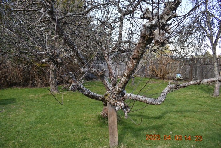 1155 B Ganske Rd., Qualicum Beach  $1500.00    --   1155 B Ganske  - /PQ Qualicum Beach