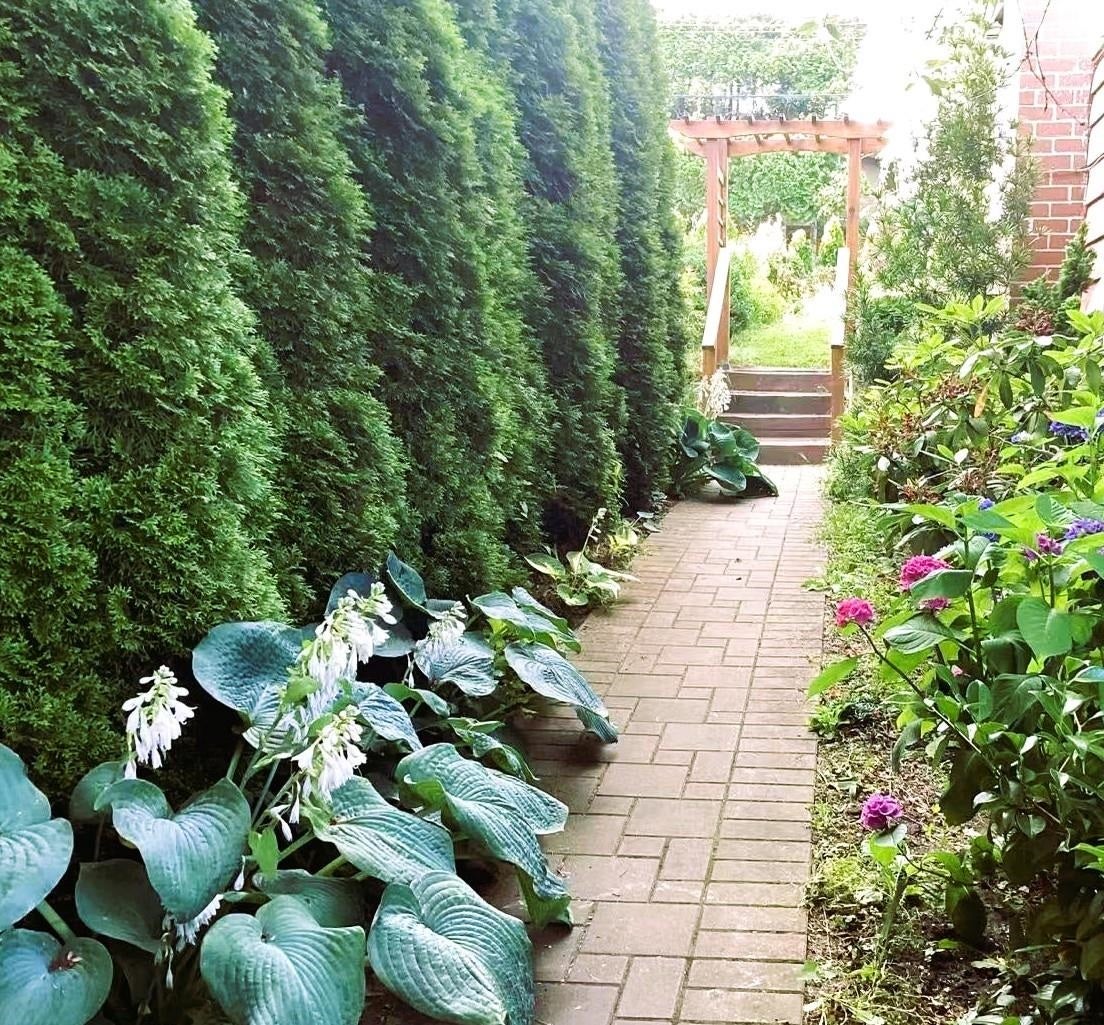 1730 Austin Avenue - Central Coquitlam Single Family Residence for Sale, 6 Bedrooms (R3022731) #2