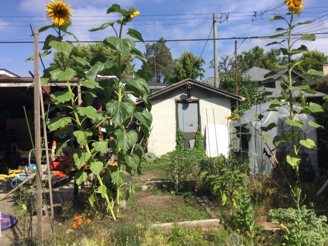 3929 Triumph Street - Vancouver Heights Single Family Residence for Sale, 3 Bedrooms (R3047793) #6