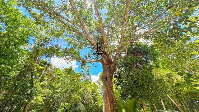 Land in Ruta de los Cenotes