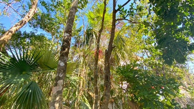 Mangrove Lot Stunning Views - Puerto Morelos Land for sale