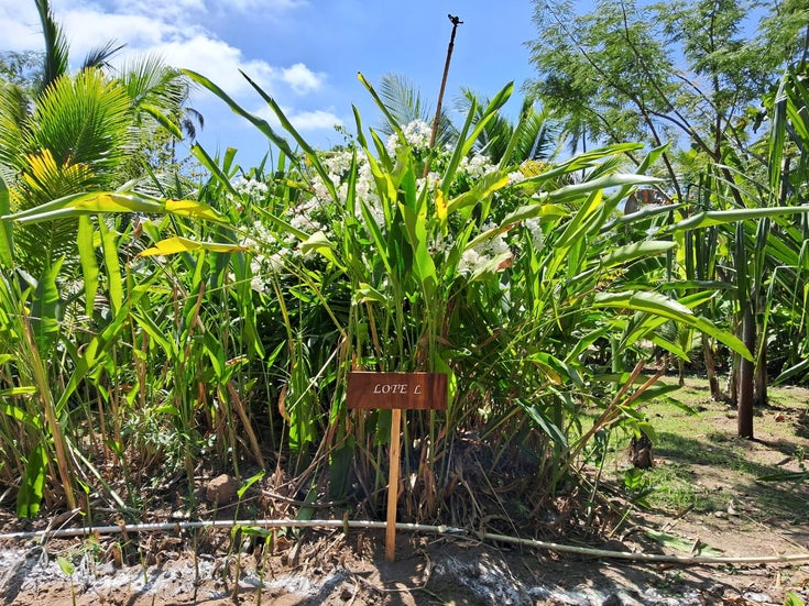 Amanpur Eco Living land for sale lot 15 - Barra de Navidad Land for Sale
