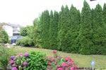 2254 Sorrento Drive - Coquitlam East Single Family Residence for Sale, 5 Bedrooms (R3020285) #3
