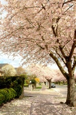 6823 Grant Place - Sperling-Duthie Single Family Residence for Sale, 5 Bedrooms (R3102506)# - 21