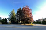 2000 Austin Avenue - Central Coquitlam single-family-residence for Sale, 4 Bedrooms (R3119328)# - 18