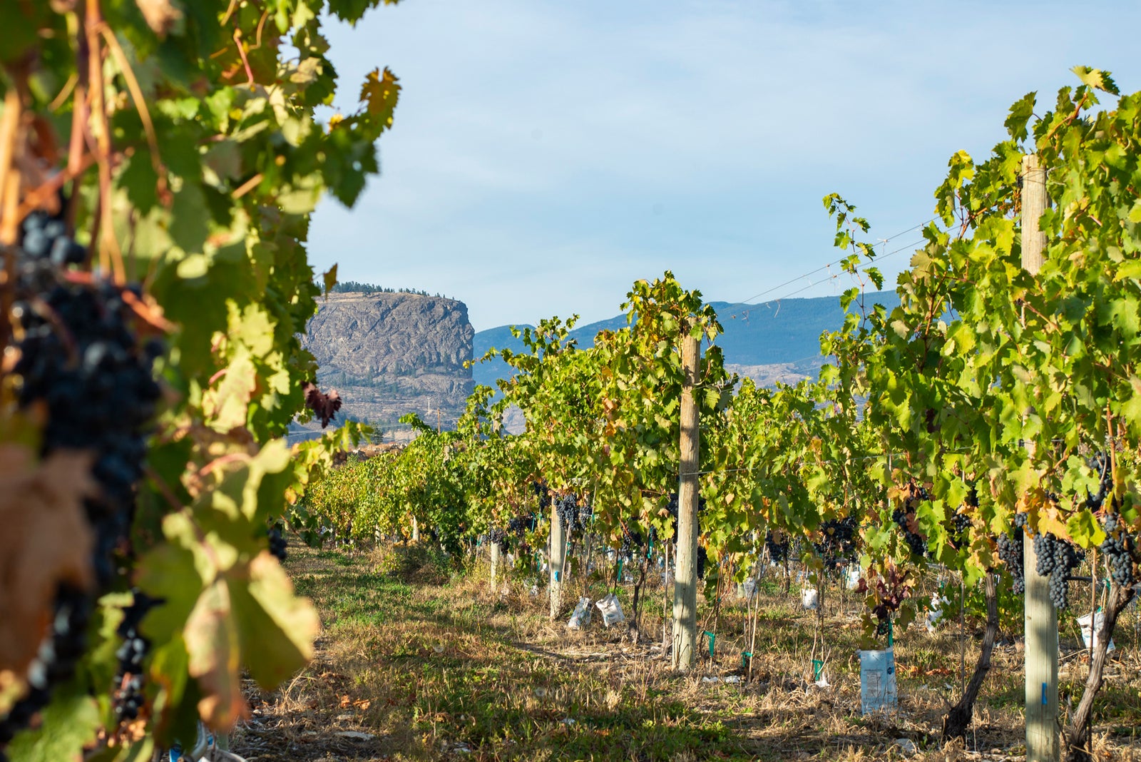 McKinney Bluff, Okanagan, Wine Festival