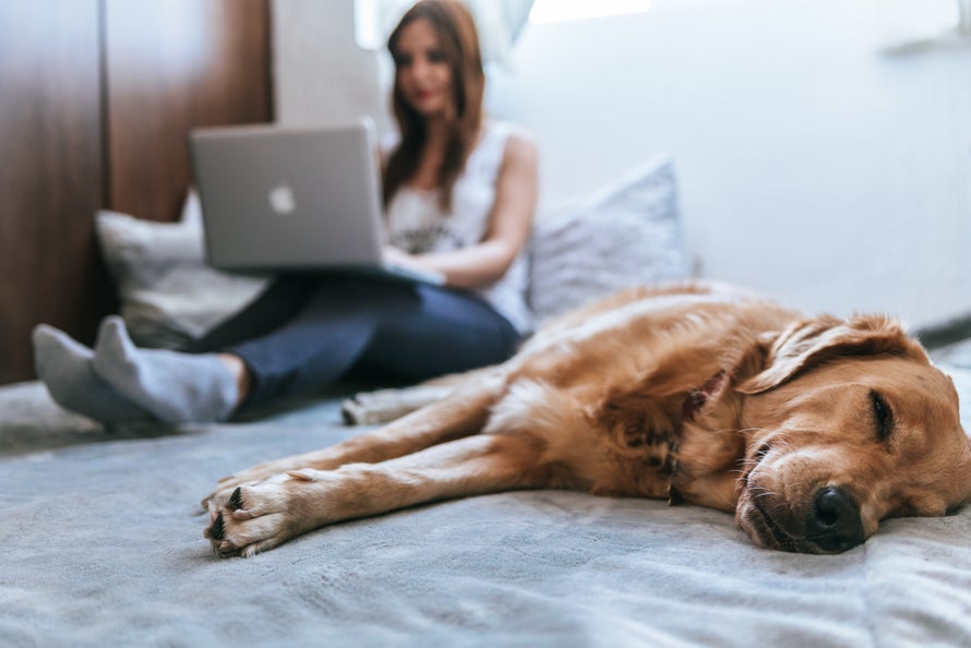Woman lays with dog on bed while working on her laptop.
