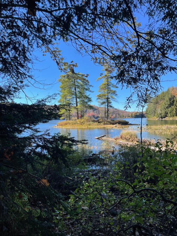White Pine Trees on Island in Limberlost Muskoka 