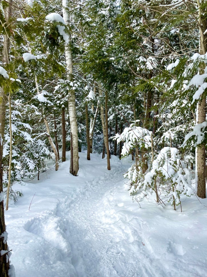 Snowy Path Snowy Forest path in Muskoka