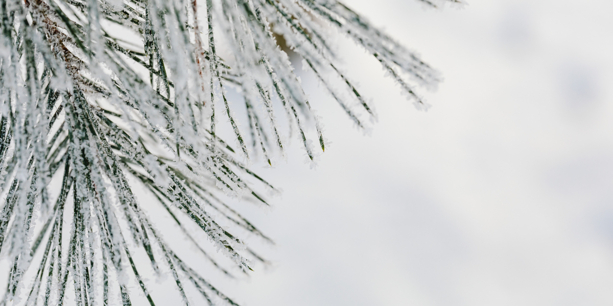 Couple reviewing Ontario housing listings at table