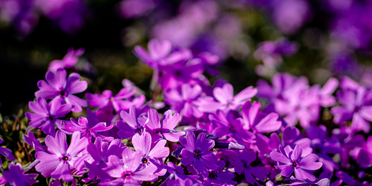 Fanis Makrigiannis Real Estate Whitby