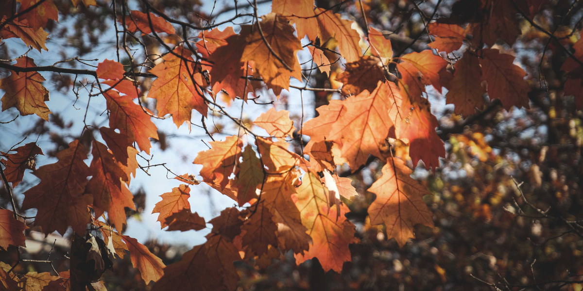 Homeowner reviewing selling costs paperwork