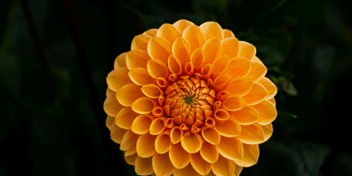 toronto real estate agent