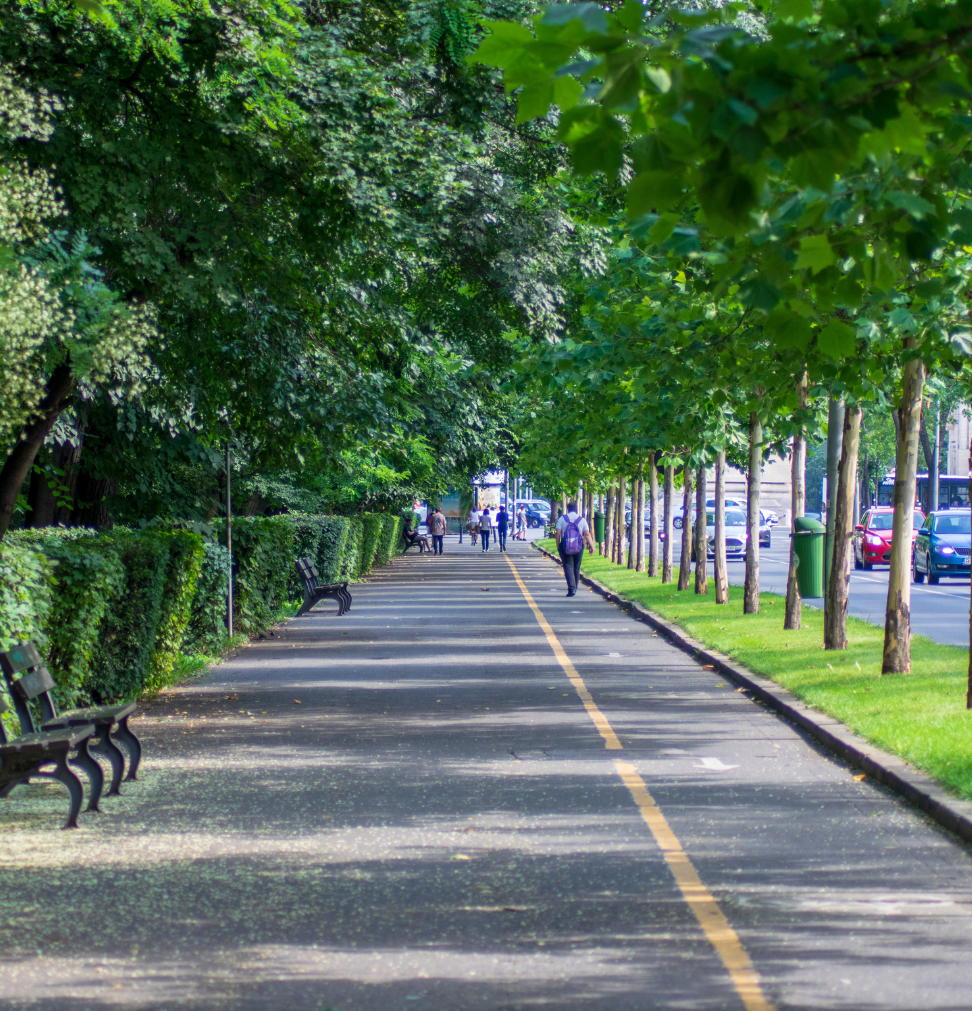 Tree lined walking path symbolizing a calm, step by step approach to planning a move or downsizing