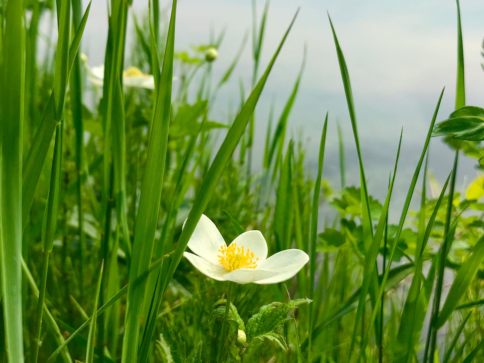 Water lily on the shoreline of Newby's Bay, Lake Manitou