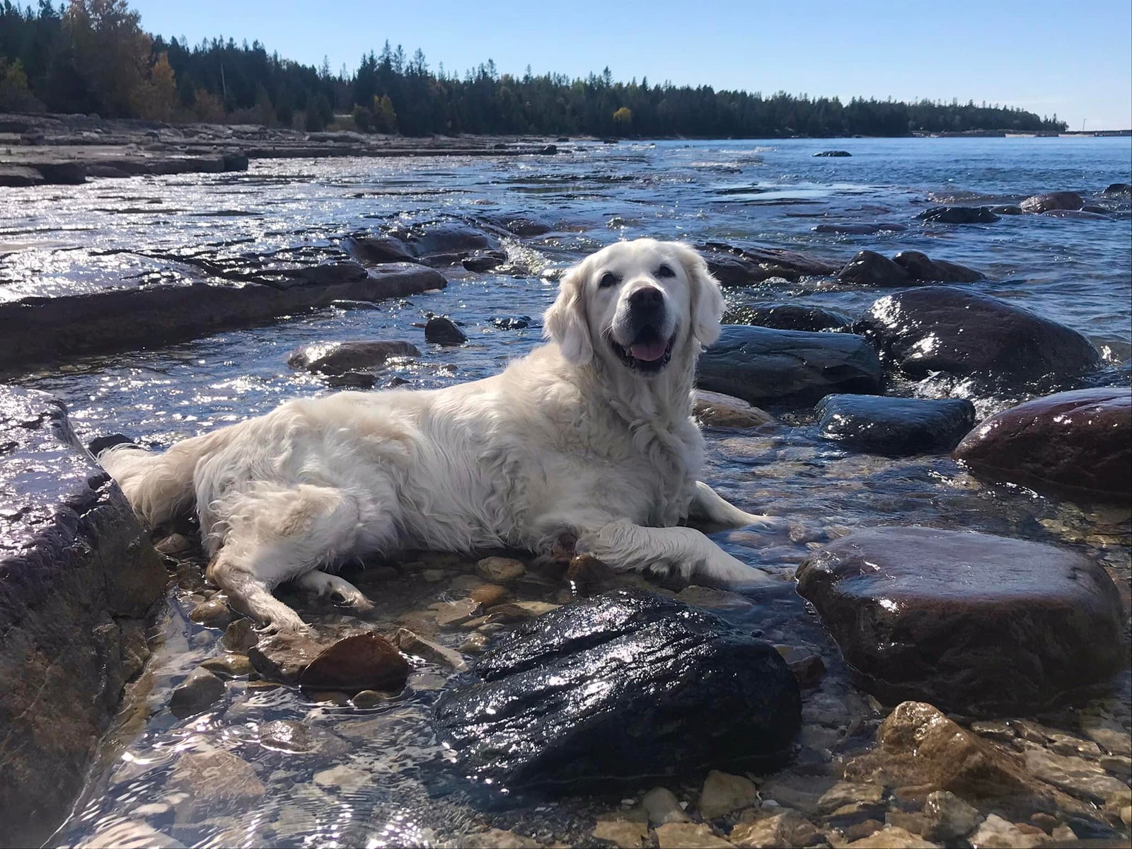 Golden retriever enjoying the Manitoulin shoreline.