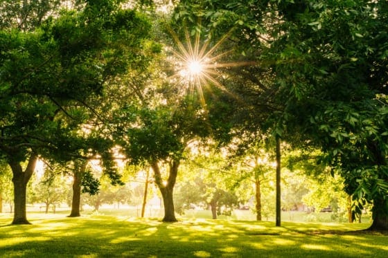 About Sarnia - sun and trees