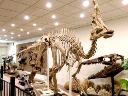 activities-dino