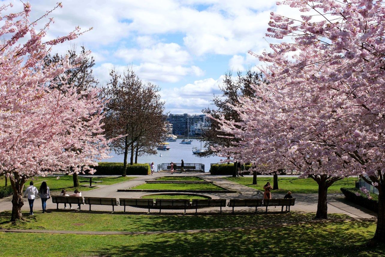 Beautiful spring day in a Yaletown's David Lamb park with cherry blossoms in full bloom, overlooking the waterfront and showcasing the serene environment of Yaletown real estate, with potential views from properties guided by a Yaletown realtor.