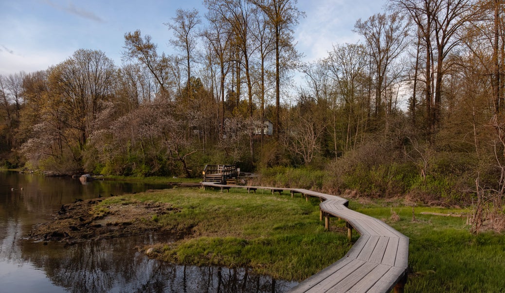 A peaceful boardwalk winding through lush greenery in Port Moody Centre, showcasing the natural beauty and desirable real estate in the area