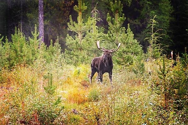 Moose and other wildlife are plentiful in the Creston area.