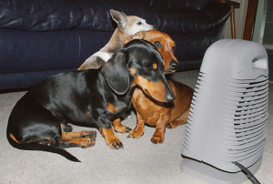 daschunds by space heater