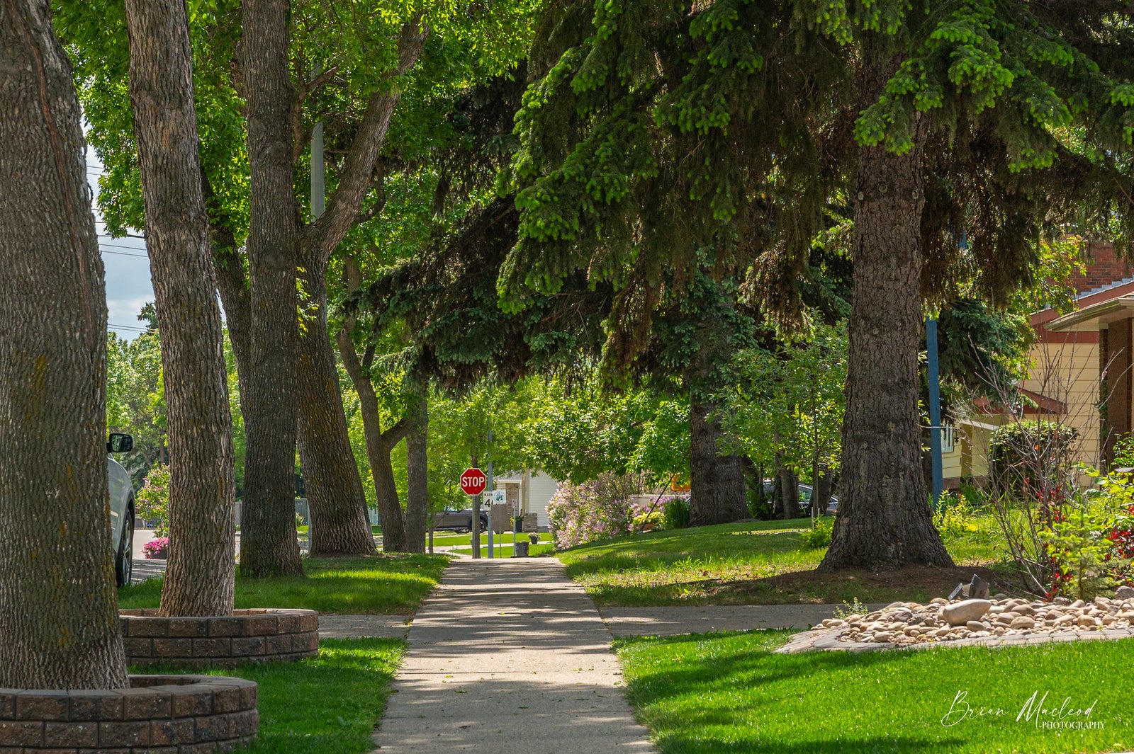 a sidewalk bordered by large trees in St Albert