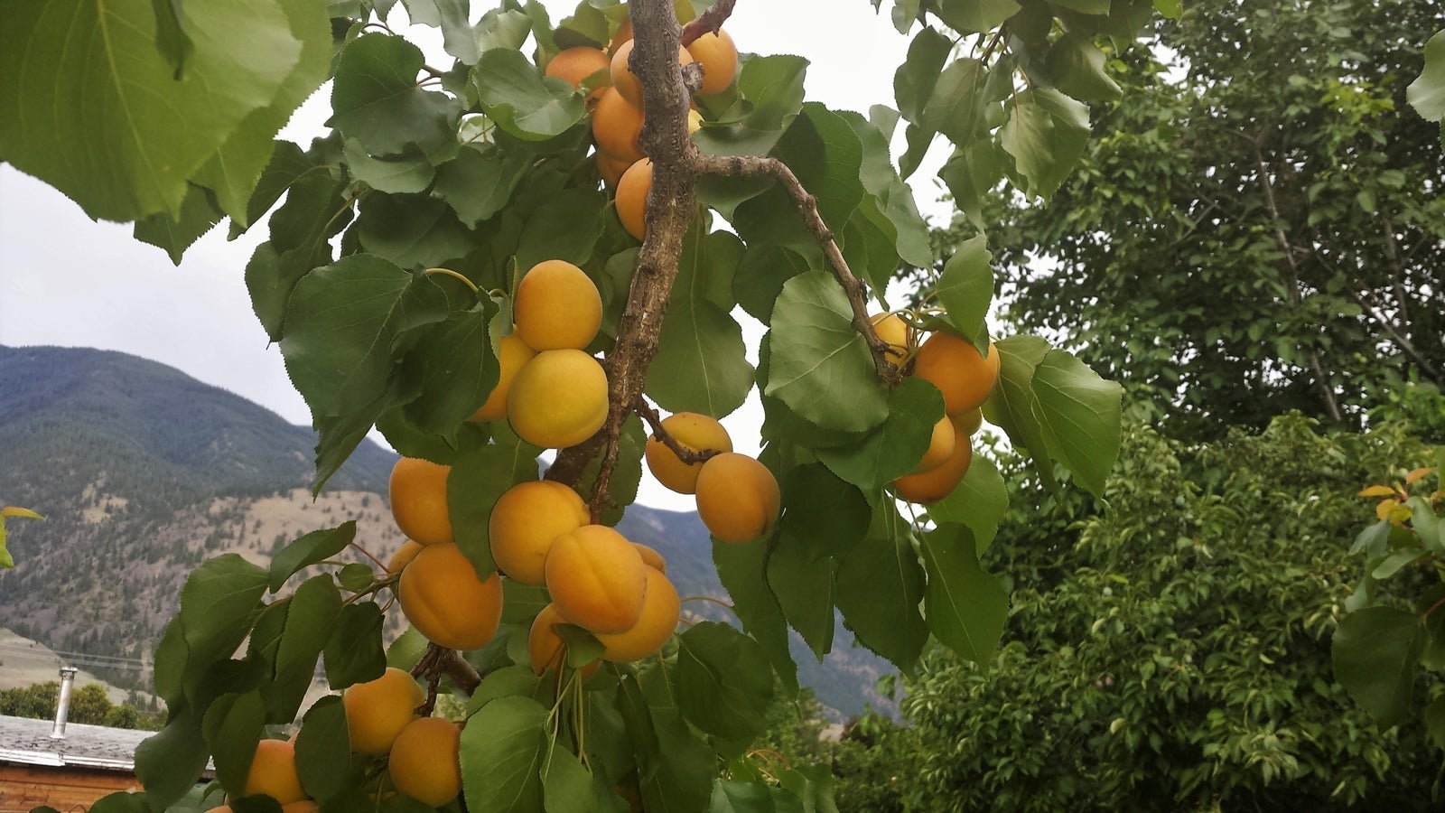 Apricots Keremeos BC Real Estate