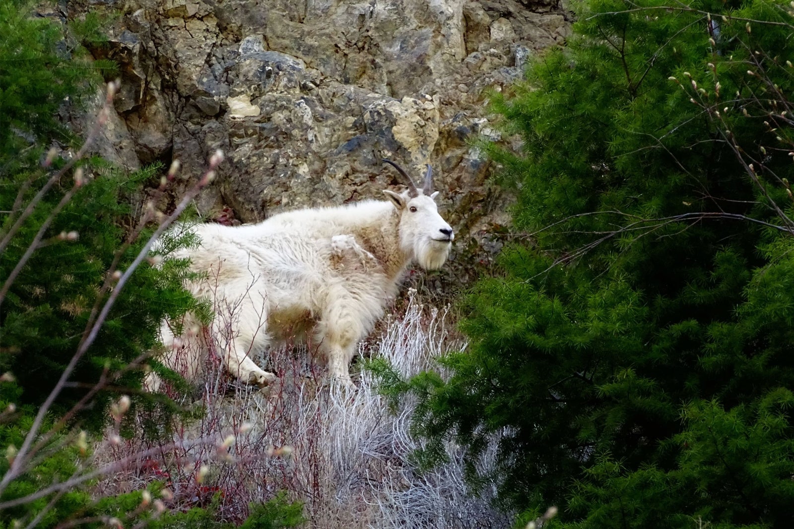 Wildlife Keremeos BC Real Estate