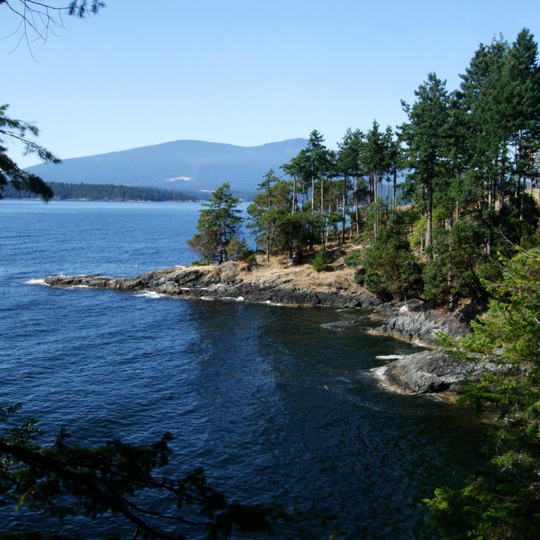 view of rock ocean coast with fir trees view of rock ocean coast with fir trees