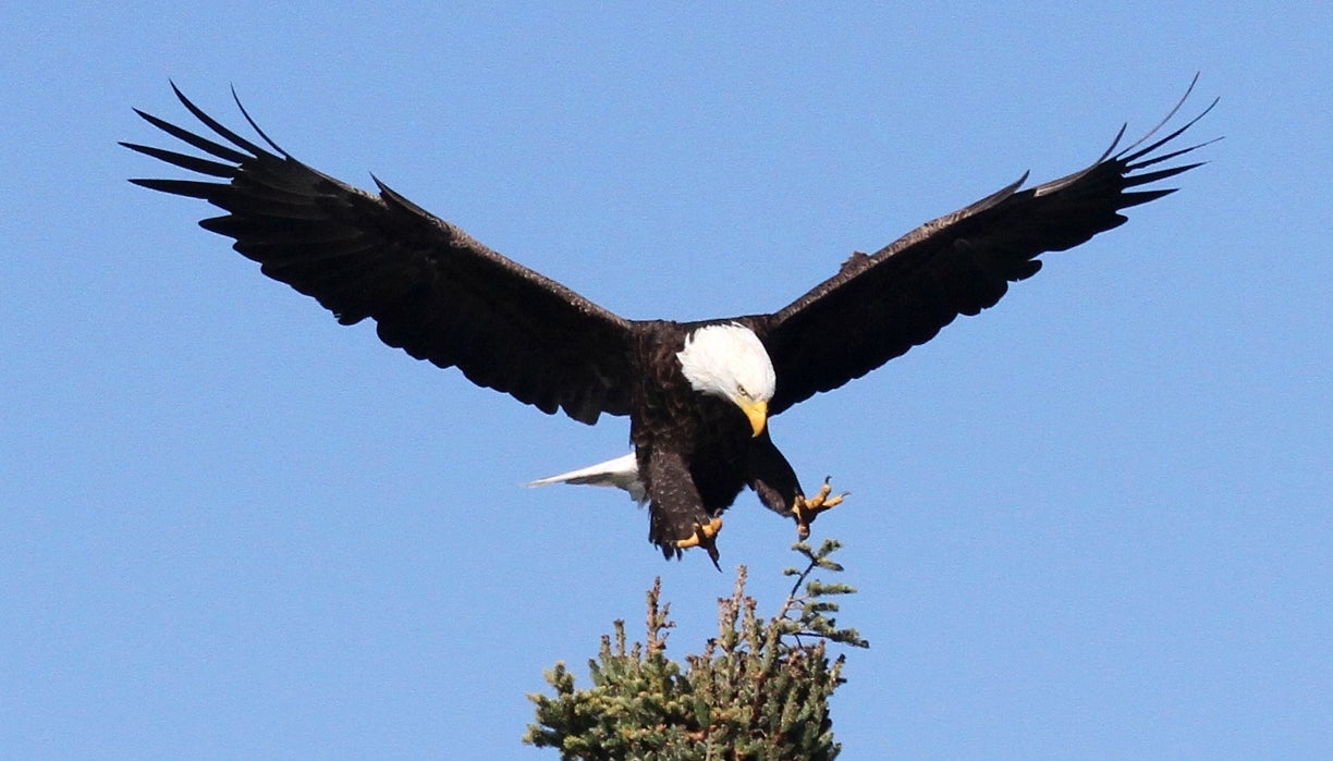 Eagles in Princeton BC
