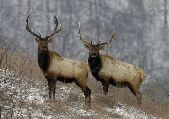 Elk in Princeton BC