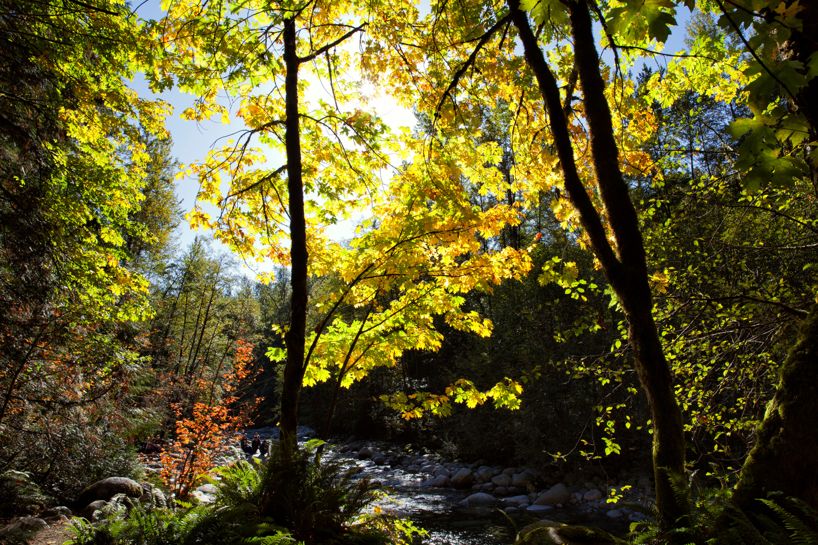 Lynn Valley Homes for Sale | Lynn Valley Realtor
