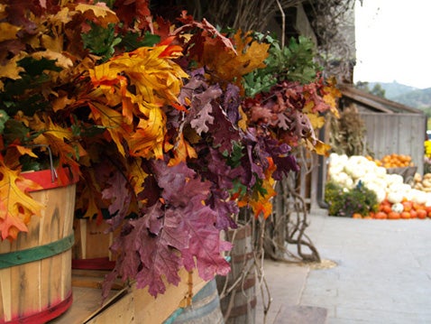 Fall Produce and flowers