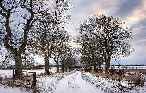 Winter Scene