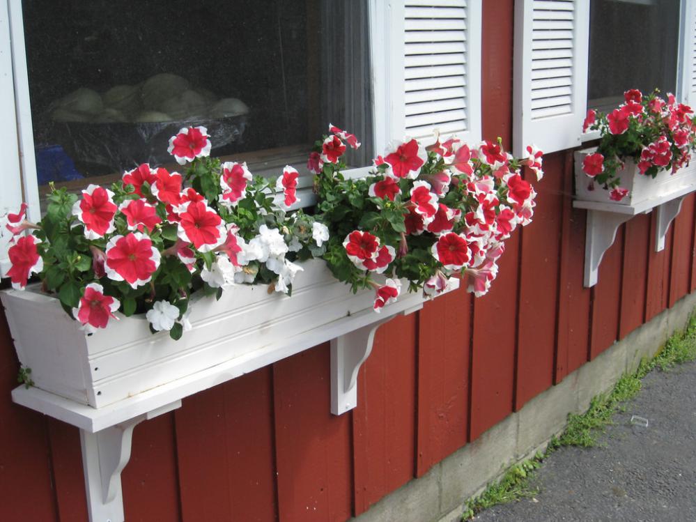 Window boxes