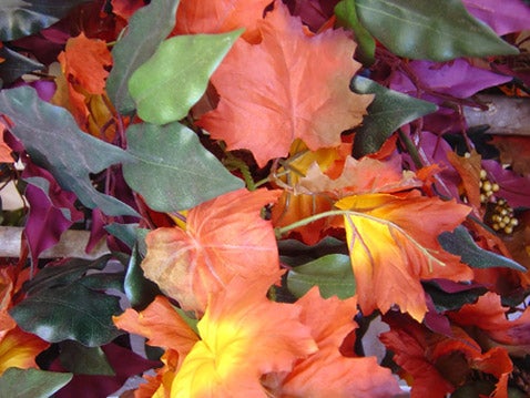 Changing Fall Colors Changing Fall Colors