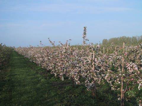Apple Orchard in Bloom Apple Orchard in Bloom