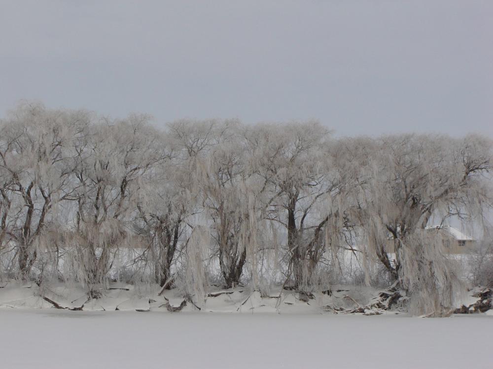 Hoar Frost