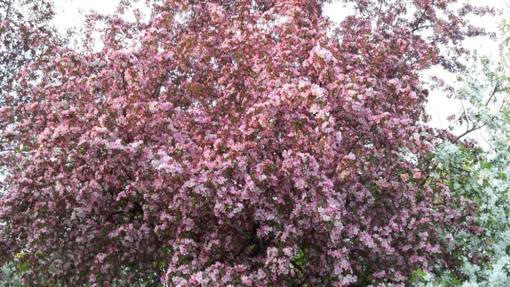 Flowering Tess in Chatham-Kent