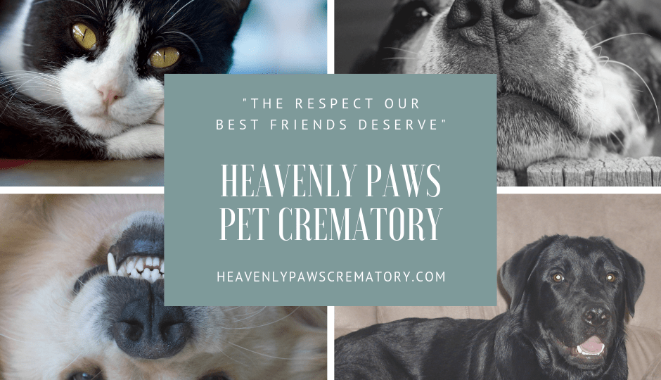 heavenly pet cremation