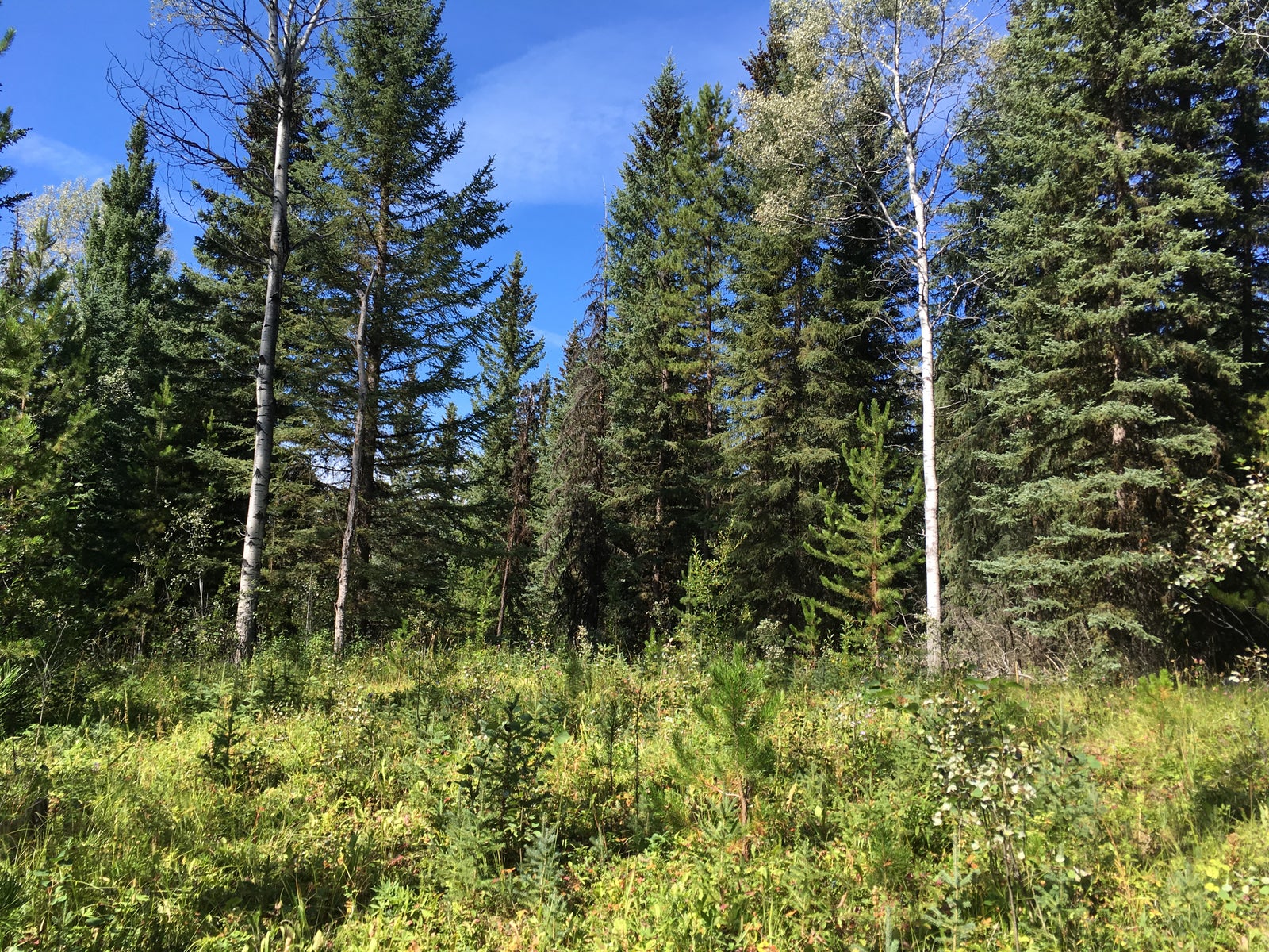 Land for sale Horse Lake