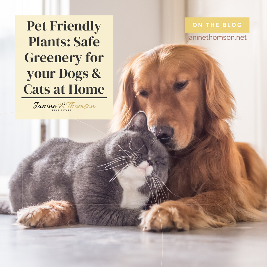 a List of Safe home plants for your pets: Dogs and Cats 