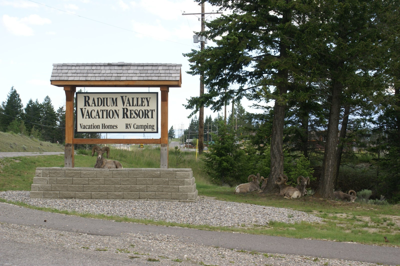 Historic Radium Hot Springs village streets with local Bighorn Sheep  Authentic mountain living