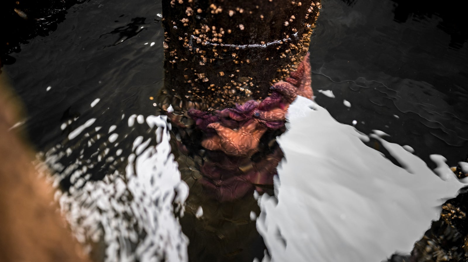 starfish a marine animal on the sunshine coast bc