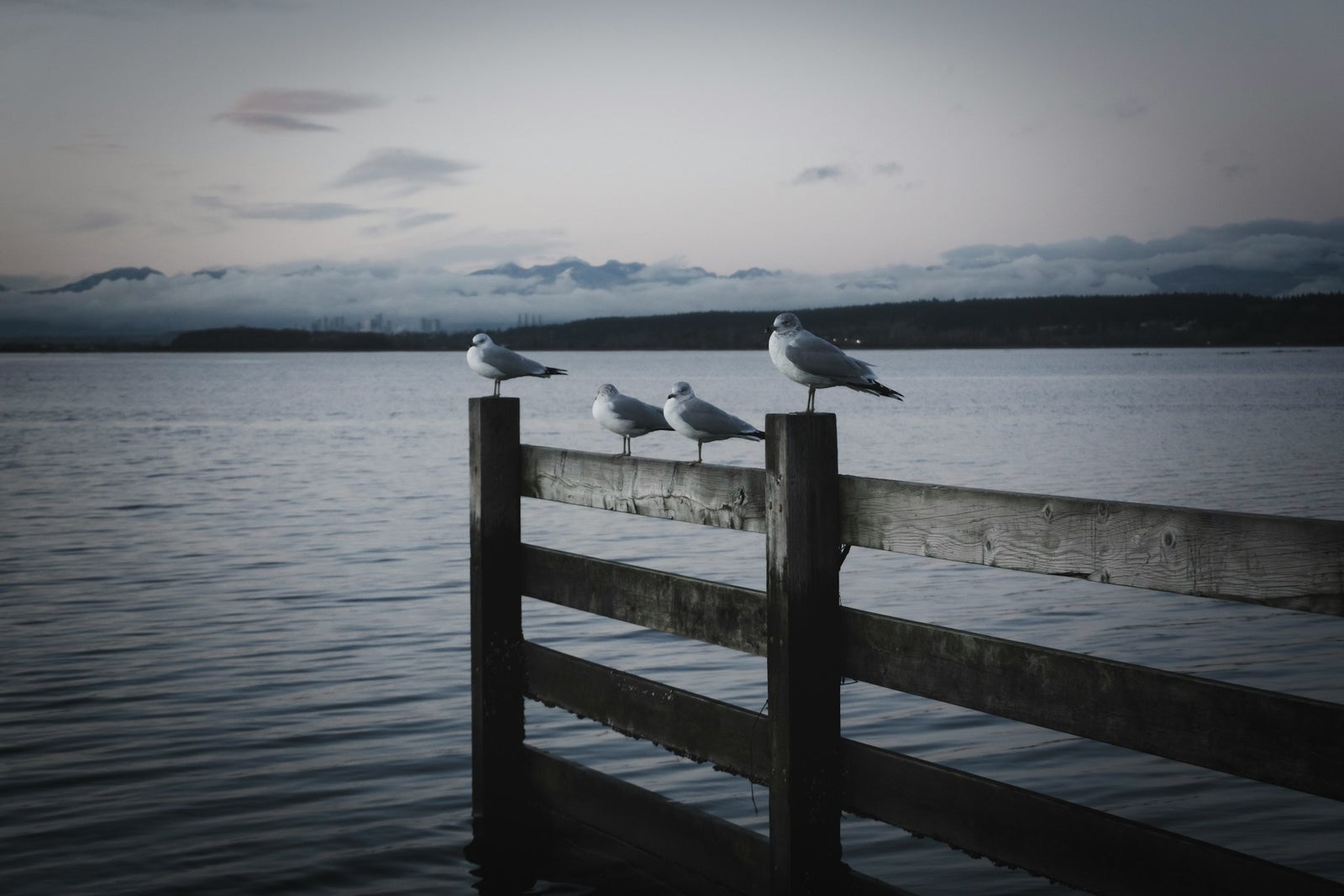 Seagulls perched on a wooden railing by the waterfront in Surrey, BC, with mountains in the background at sunset.