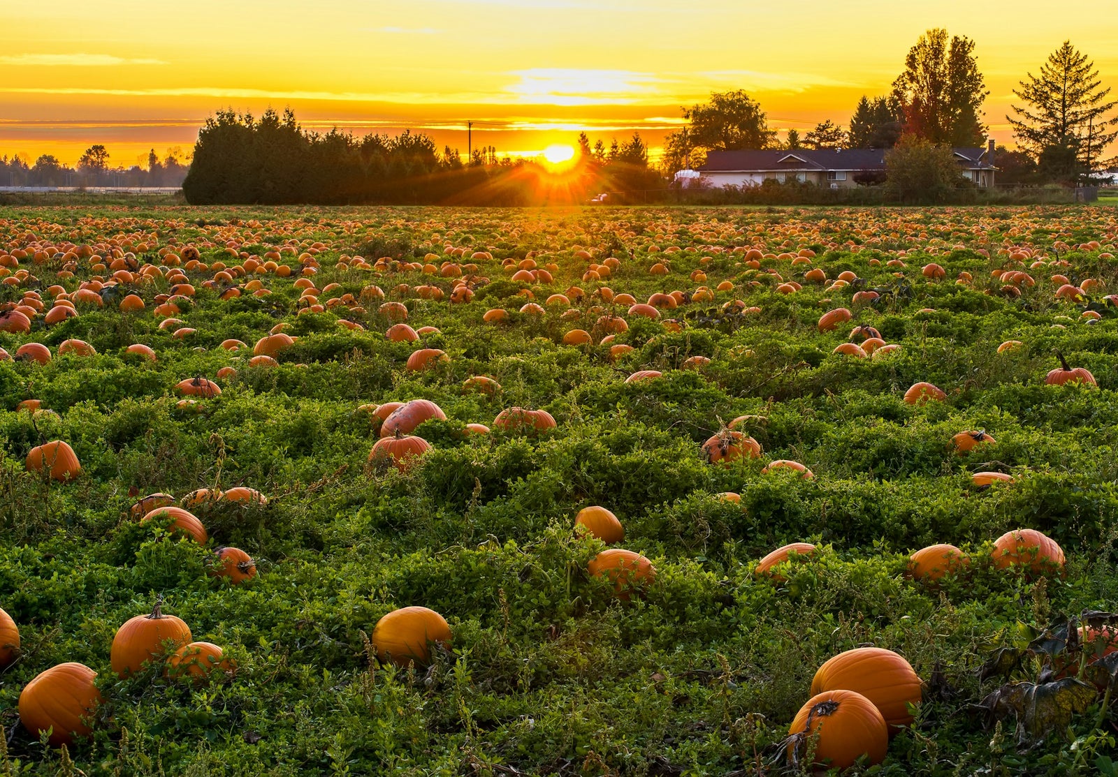 Sunset over a pumpkin farm in Maple Ridge, BC – highlighting the rural charm and natural beauty of the community